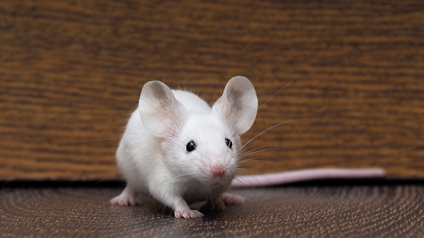 Учёные создали мышей с человеческой иммунной системой